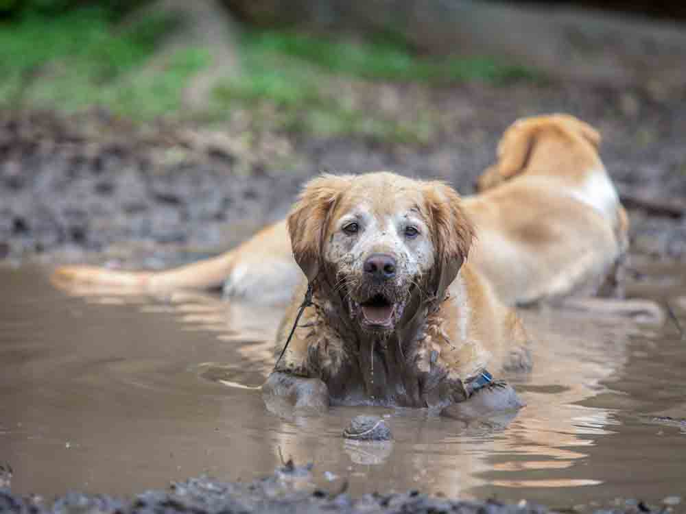 Dogs in Mud