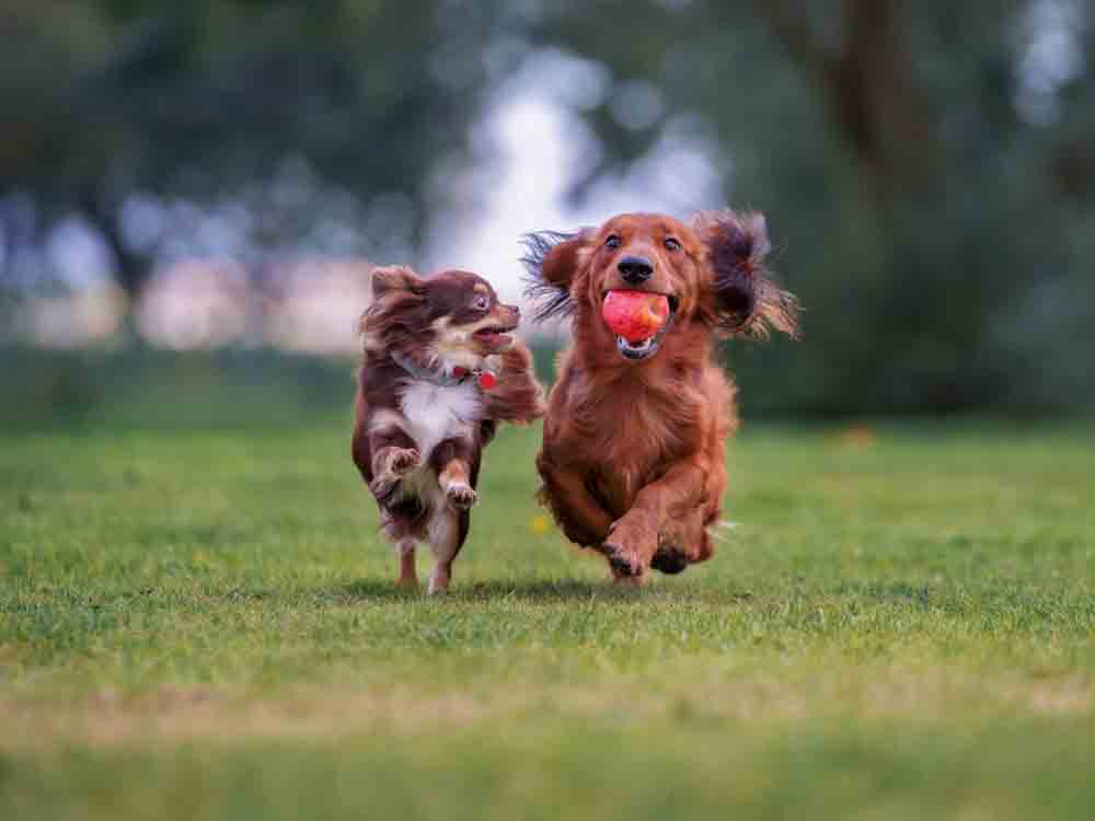 Two dogs running