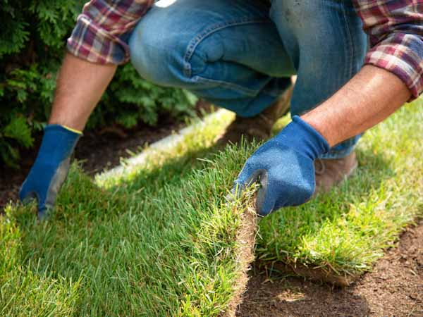 Gardener placing Sod