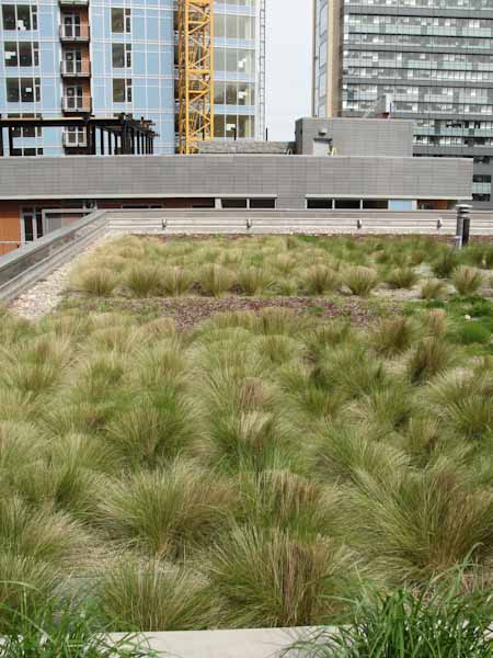 Plants On Green Roof