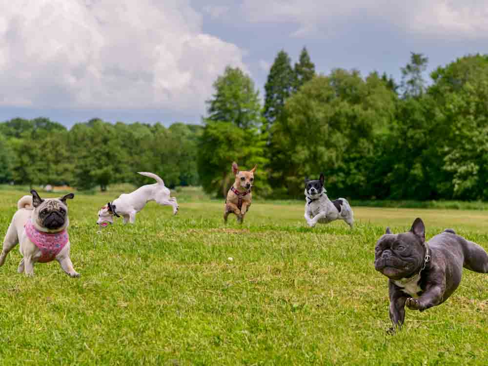 Small dogs running