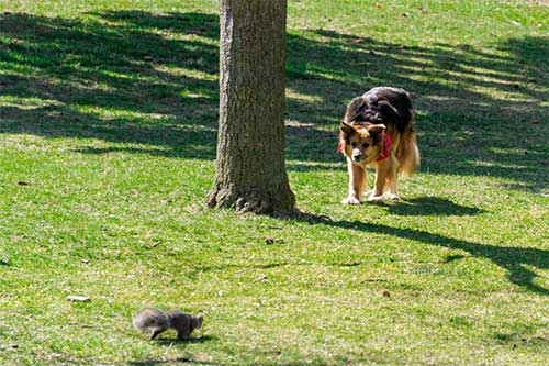 Dog Chasing a Squirrel