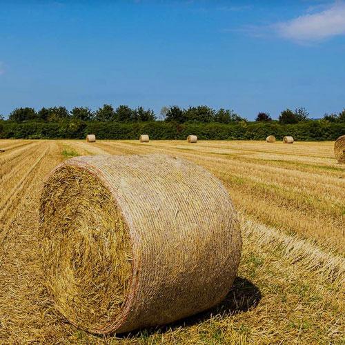 Net Wrap on bale in field