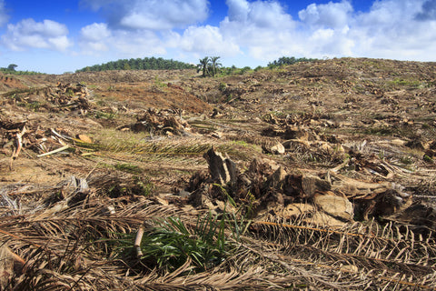 Palm Deforestation 