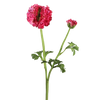 Picture of Viv! Home Luxuries Ranonkel - zijden bloem - fuchsia roze - 50cm
