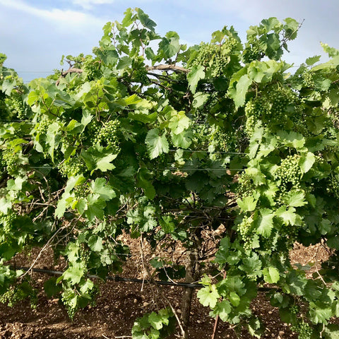 grape vines in austria, natural organic biodynamic vineyard farming
