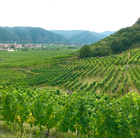 Vineyards in Austria grape vines hills