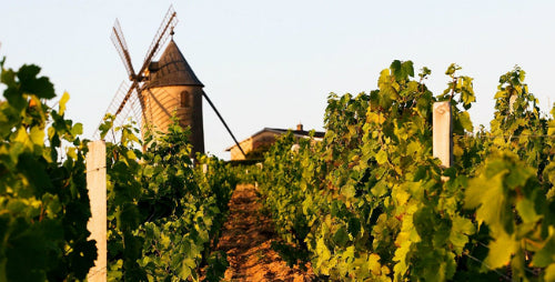 Domaine Dichon Moulin a Vent vineyard