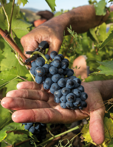 Natural Wine organic grapes hand picking