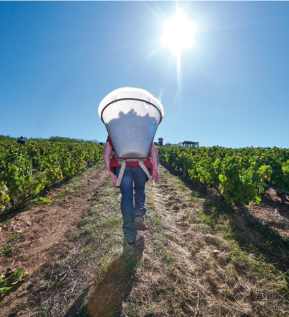 Grape Farmer Winemaker hand picking natural wine