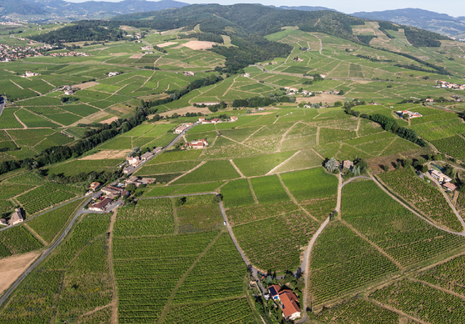 brouilly vineyard