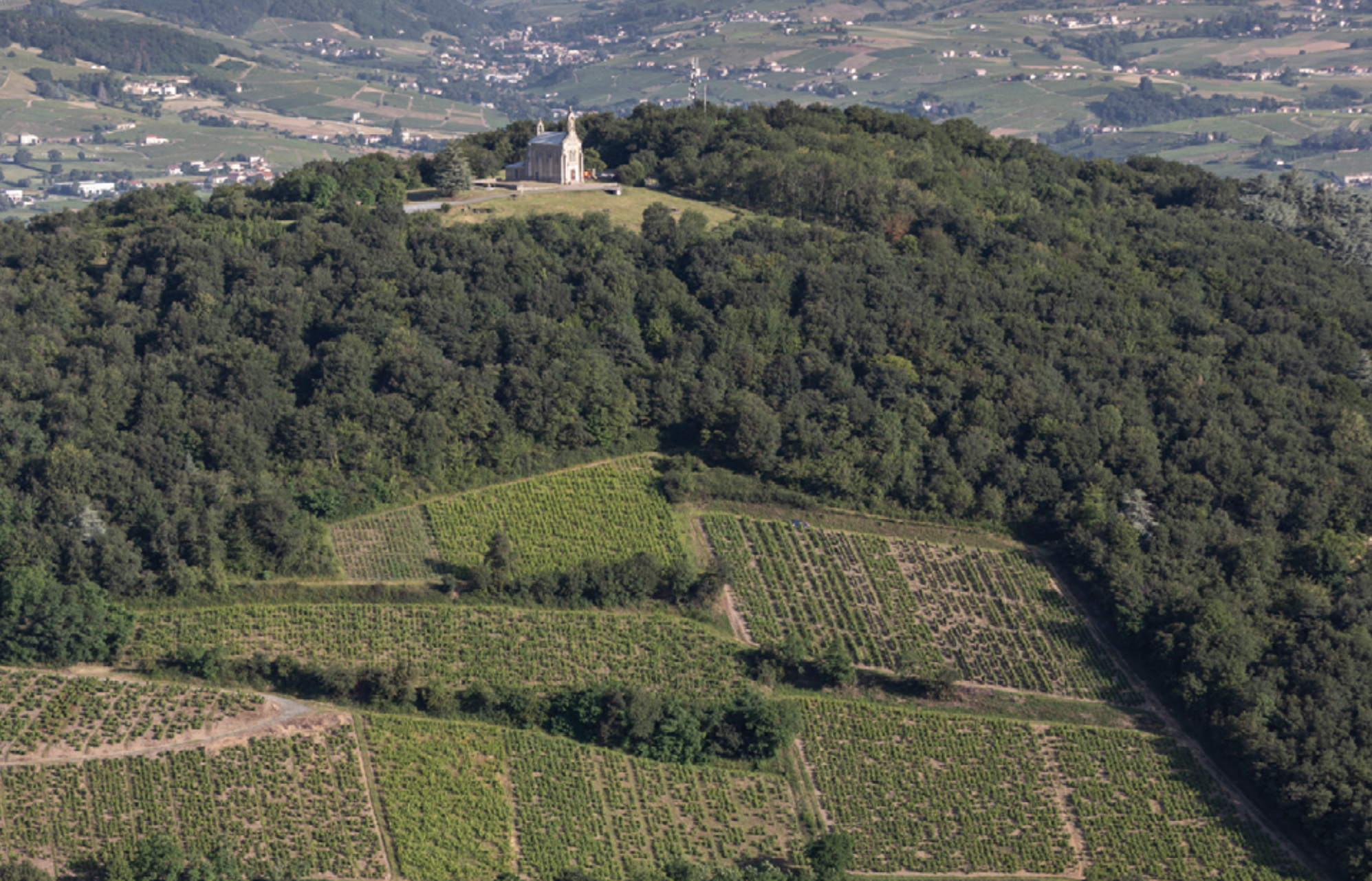 cote de brouilly vineyard