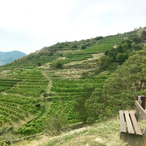 Terraces on a Hill in Wachau