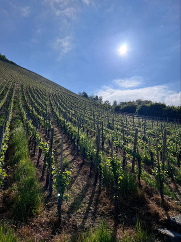 The Domprobst vineyard