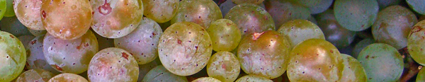  Pinot Blanc / Weissburgunder grapes