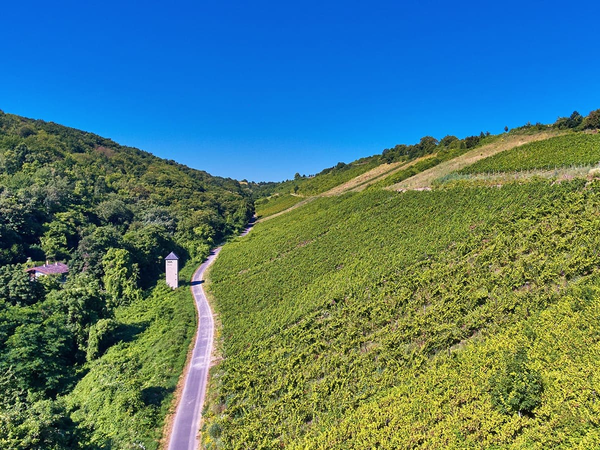 Bingerbrücker Abtei im Ruppertsberg vineyard