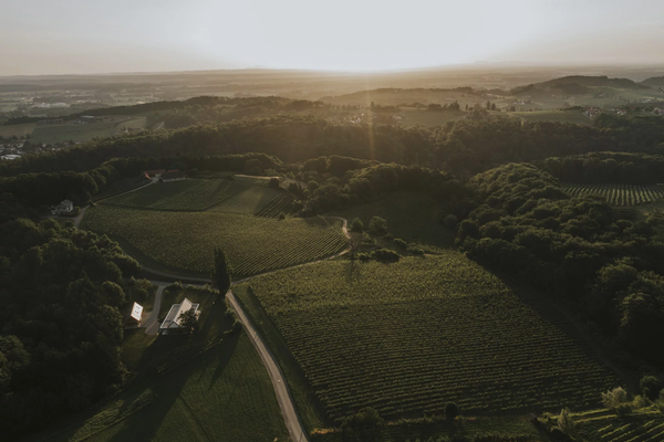 Ottenberg vineyard