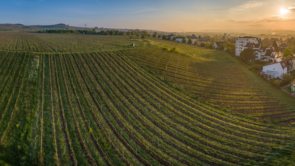 Kreuznacher Krötenpfuhl vineyard