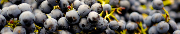 Pinot Noir / Spätburgunder grapes