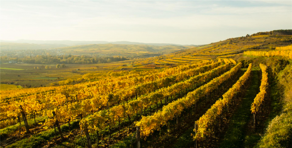 Gaisberg vineyard
