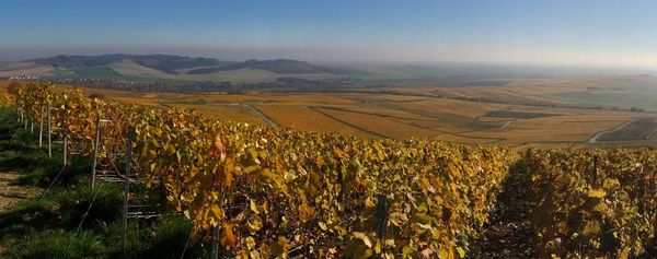 In the vineyards