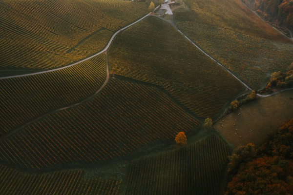 Sulz: Here we find “Opok” the classic Styrian soil of loamy chalk 