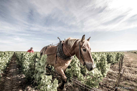 Sustainable farming