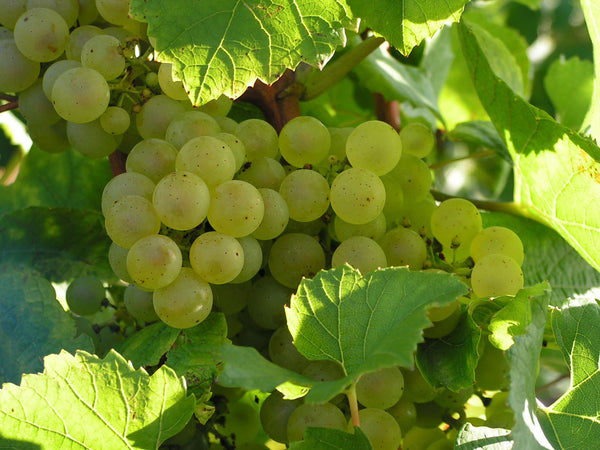 Chardonnay grapes