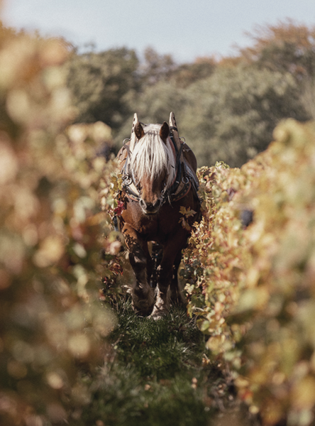 Between the vines