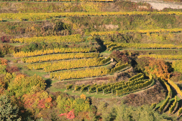 Terraced vineyards