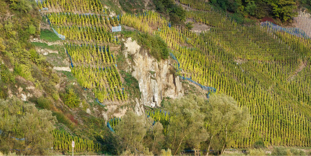 70 + year old vines in the Felsterrasse