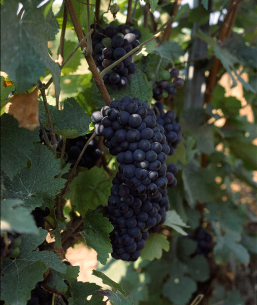 Pinot Meunier grapes