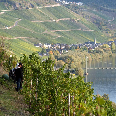 Domprobst vineyard rows