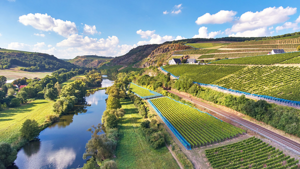 Oberhäuser Brücke vineyard