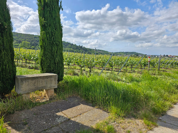 Pechstein vineyard