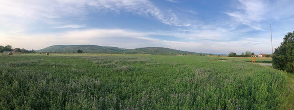 Heiligenstein vineyard