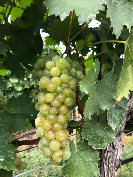 Gruner grapes