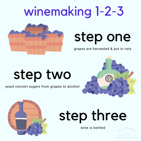 Wine Making How To Infographic