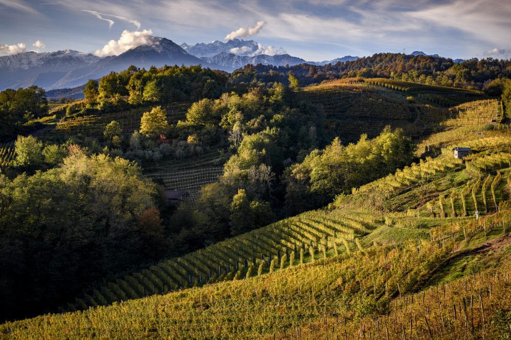 Vineyards in the Barolo wine region during the 2019 vintage.