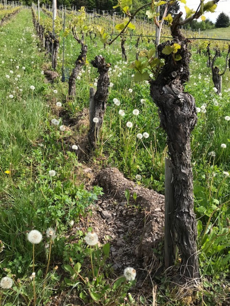 Stefan Muller grape vine in vineyard