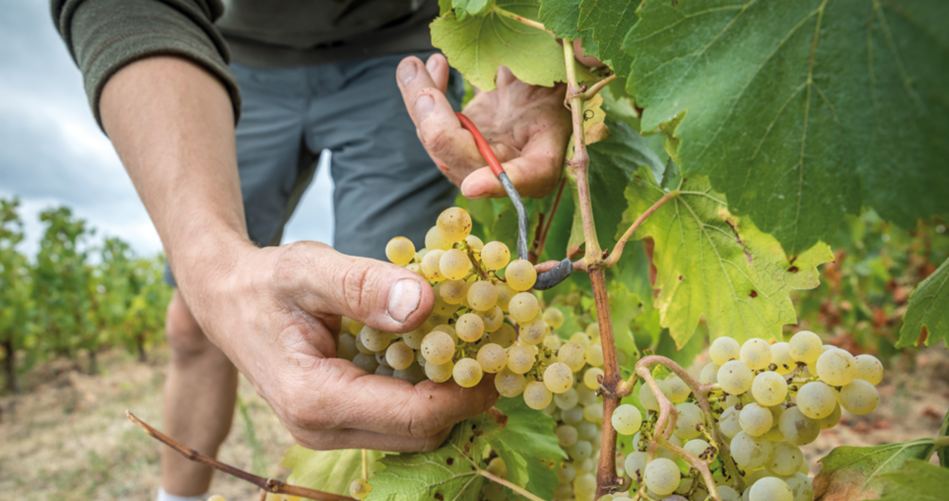 white grapes Beaujolais Vineyard Harvest