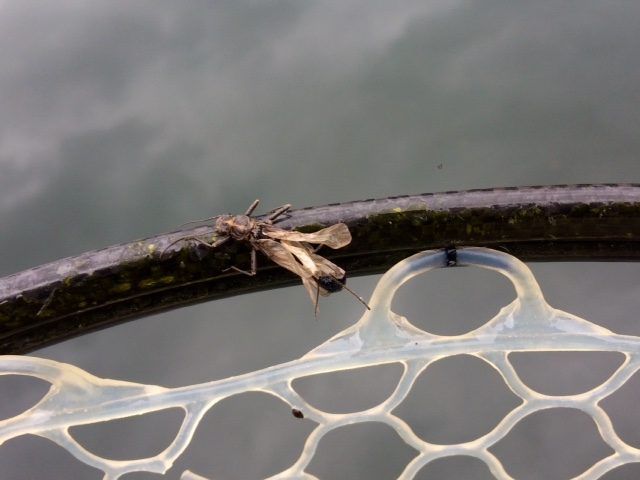 Stonefly Hatch Spearfish Creek Fly Fishing