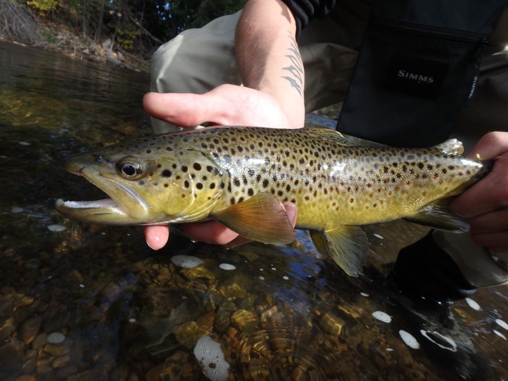 Solid In Town Brown Trout! 