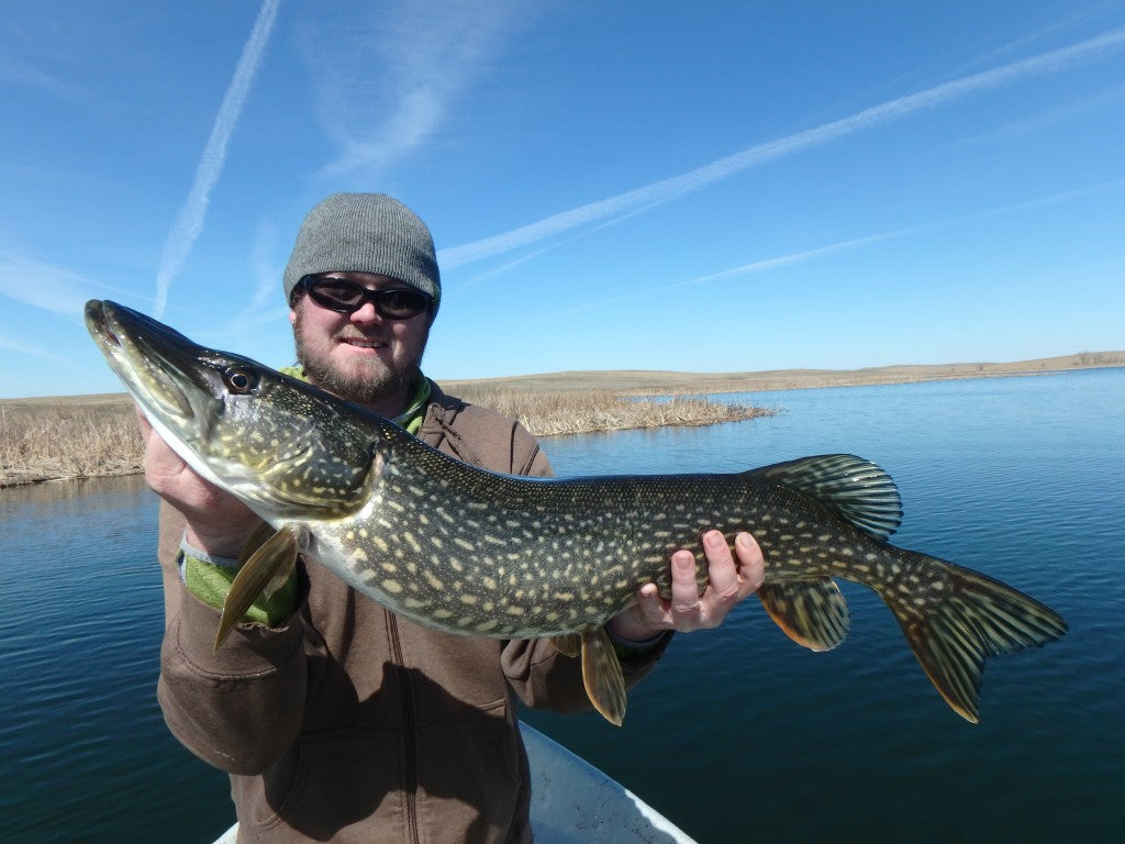 Shaun with a nice pike that ate  a couple feet from the boat!