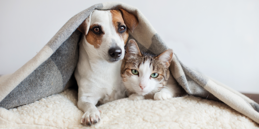 Tips on how to make a dog and cat become friends