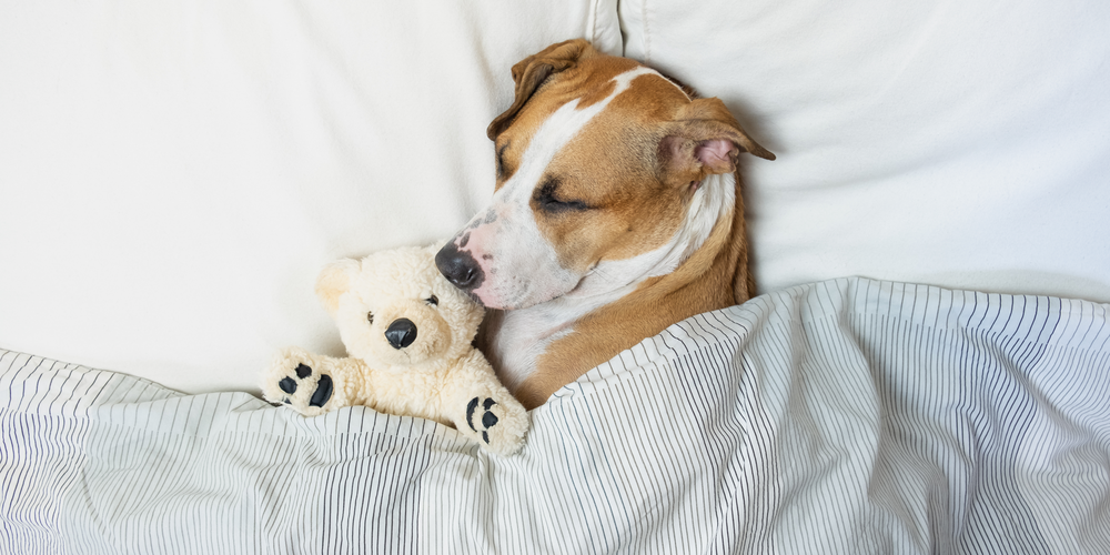 Need A Cuddle Buddy? Here's What You Need To Know About ...