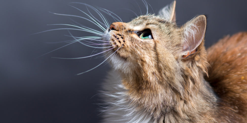What Do Cats Use Their Whiskers For Alpha Paw Llc