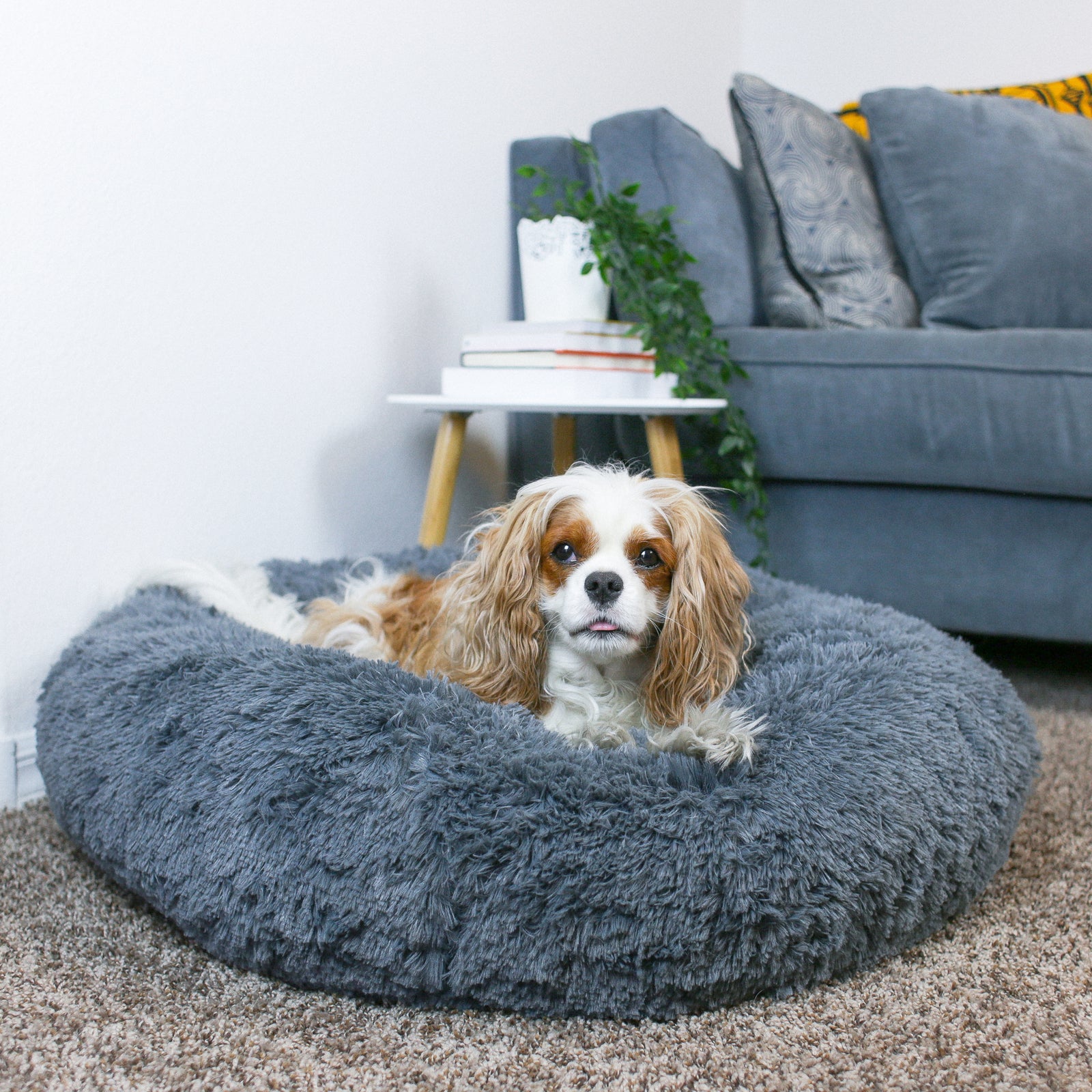 Cozy Calming Bed for Dogs – Alpha Paw LLC