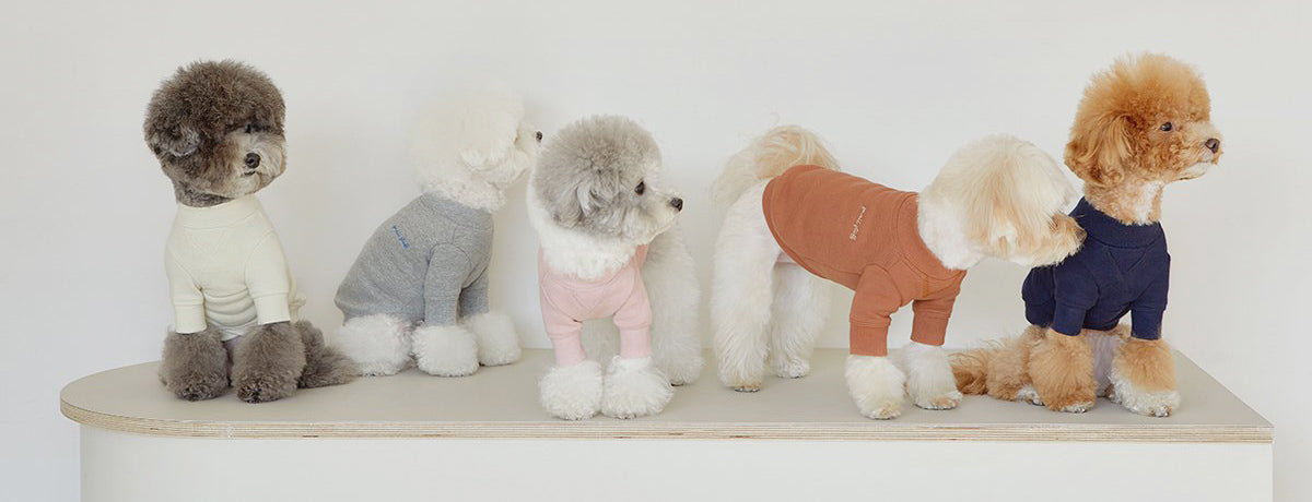 Cute dogs wearing fashionable clothing