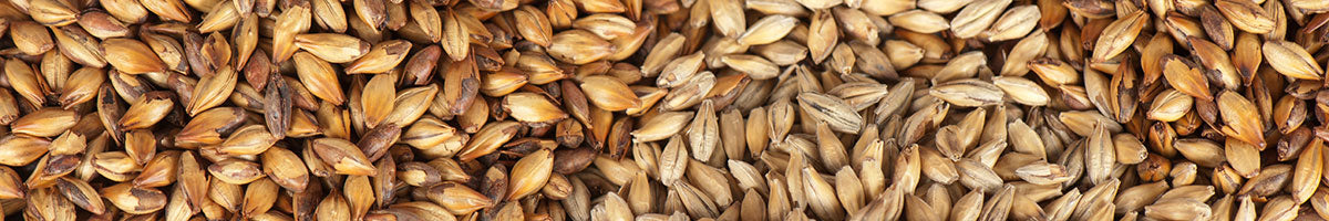 Brewing Malt, Grain & Adjunct